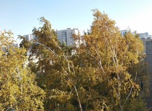 МЧС предупреждает! В Новосибирской области прогнозируют порывистый ветер