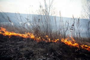 В районах Новосибирской области ожидается высокая пожароопасность. МЧС призывает жителей быть осторожней с огнем