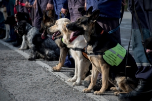В Новосибирской области стартовали межрегиональные сборы кинологов МЧС России (фото,видео)