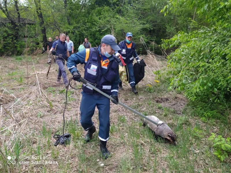 Спасатели Амурского поисково-спасательного отряда вернули барсука - беглеца в вольер