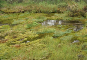 Спасатели МЧС России дали рекомендации как не заблудиться в болотистой местности