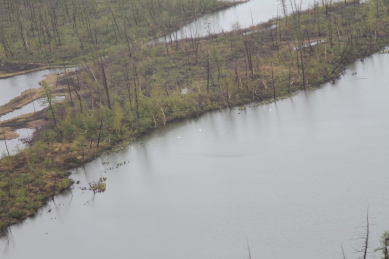 В Арктической зоне, где произошел разлив нефтепродуктов, возвращается жизнь