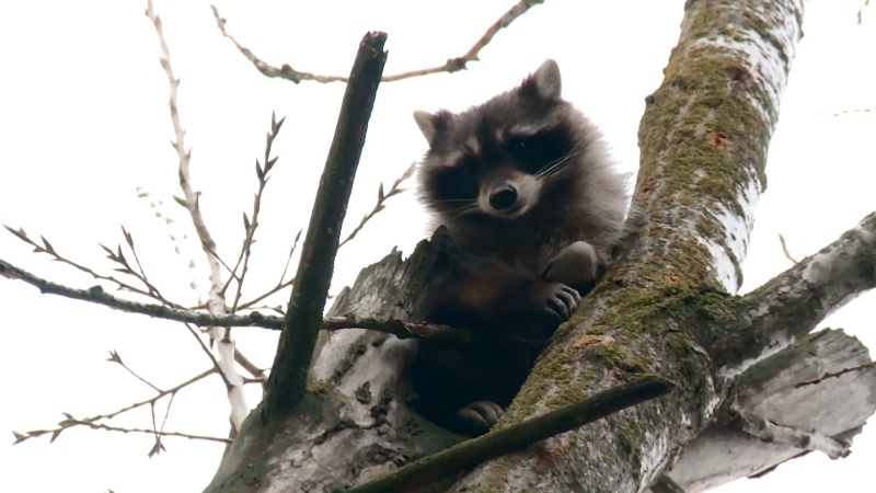 Кизлярские спасатели спасли енота